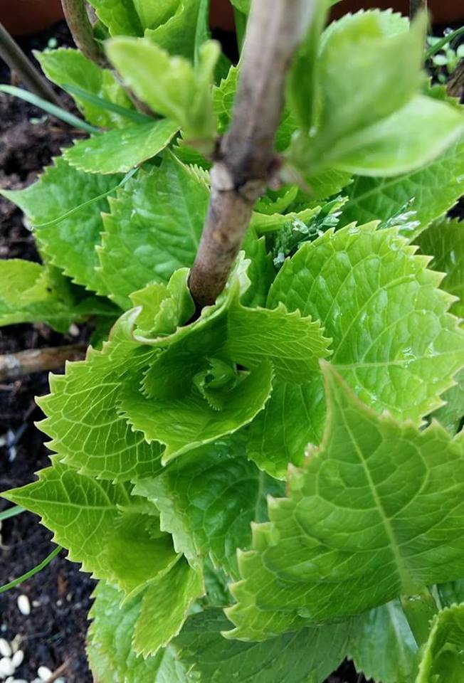 L'ortensia, una macchia di colore che anche in montagna, abbellisce giardini e balconi